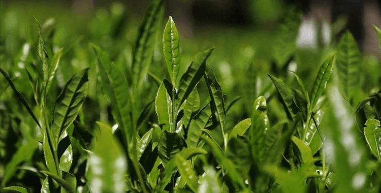 ÇAYKUR 1365 mevsimlik işçi alacak