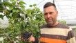 Mersin’de karadut hasadı: Kilosu 50 liradan ihraç ediliyor
