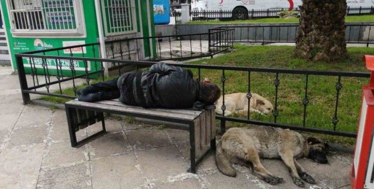 Bankta uyuyan ’Red Kit’i yanına yatan sokak köpekleri korudu
