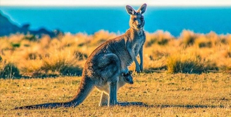 Avustralya'da 'kanguru itlafı' tartışmaları büyüyor