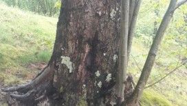 Dünyanın en yaşlı porsuk ağacı tehlike altında