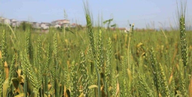Gölcük Belediyesi buğday yetiştiriyor
