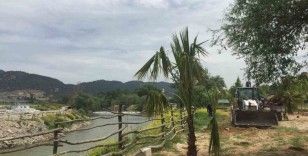 Sakarya Nehri kıyısına palmiye ağaçları dikildi
