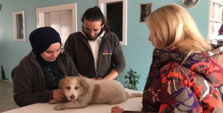 Otomobilin çarptığı köpeğin çığlıklarını duyan merhametli doktor yaralı köpeğin yardımına koştu
