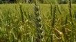 13 bin yıllık ata tohumu ile buğday üretimine destek

