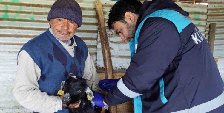 Hisarcık’ta veba aşılaması ve küpeleme çalışması
