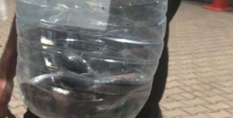 Çadırlar arasında görülen yılan paniğe neden oldu
