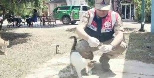 Jandarma deprem nedeniyle sahipsiz kalan hayvanları besledi
