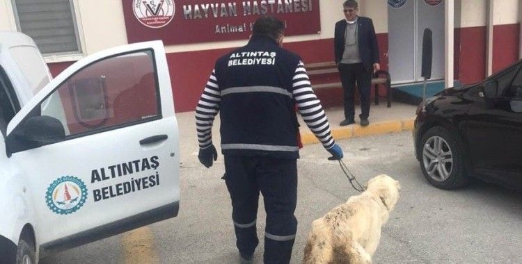 Altıntaş Belediyesi yarlı köpeği tedavi ettirdi
