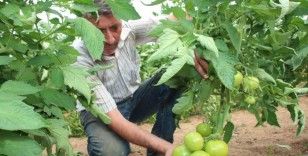 Türkiye’nin domates ihtiyacının yüzde 30’u bu bölgeden sağlanacak
