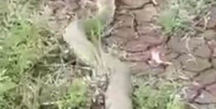 Isırığı bir insanı öldürmeye yeten koca engerek yılanı görüntülendi
