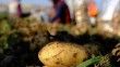 İstanbul'da Mayıs ayının en fazla pahalanan ürünü patates oldu