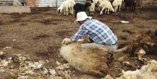 Kurt sürüsü 17 koyunu telef etti
