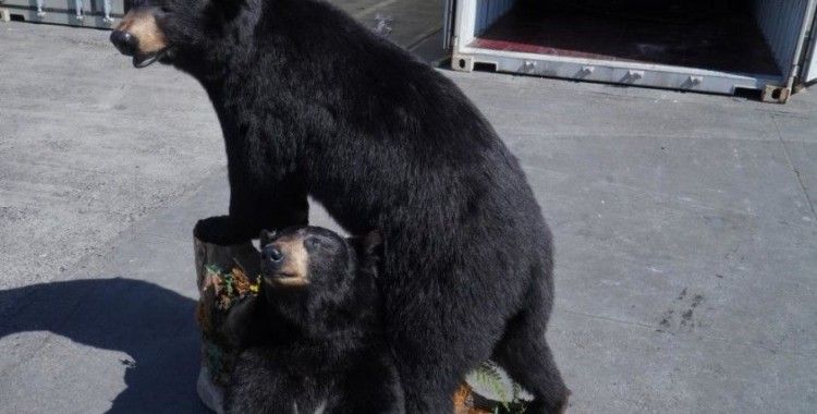 Polonya'da konteynerde doldurulmuş Amerikan kara ayıları ele geçirildi