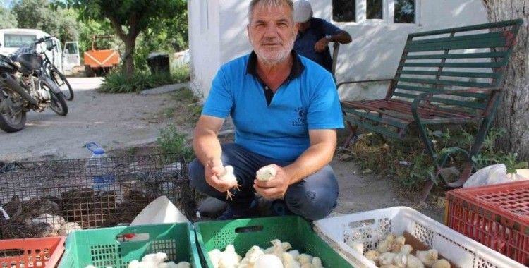 Civciv üreticileri, yasal düzenleme istiyor
