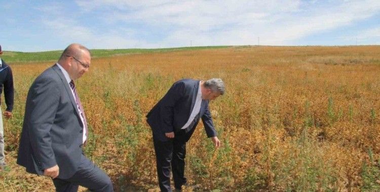 Başkan Altun ve Kaymakam Gülen’den ihtiyaç sahipleri için Aspir hasadı
