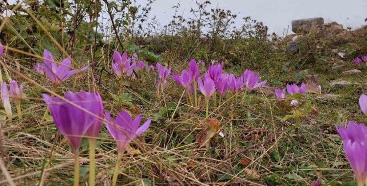 Kışın habercisi Vargit Çiçekleri Gümüşhane yaylalarında kendini göstermeye başladı
