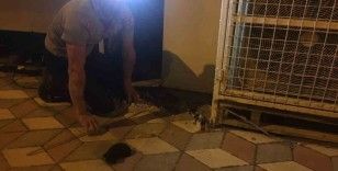 Burdur’da binanın dış cephe kaplamasının içine sıkışan kediler itfaiye tarafından kurtarıldı
