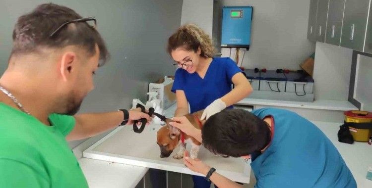 Sokak hayvanlarına yönelik çalışmalar sürüyor
