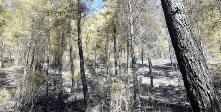 Antalya'da çıkan orman yangını kontrol altına alındı