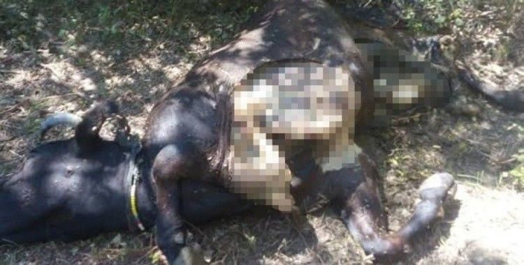 Aç kalan ayı ineği parçaladı