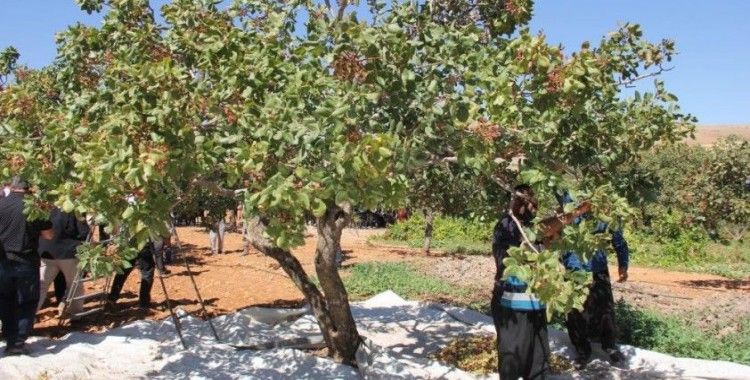 Dolunun vurduğu fıstık bahçelerinde hasat başladı