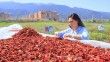 Honaz’ın ata tohumu domatesleri kurutularak değerlendiriliyor
