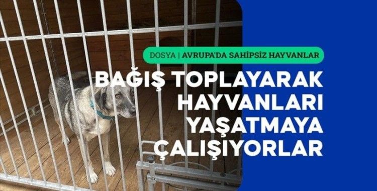 Doğu Avrupa'da toplama, sahiplendirme ve uyutulma işlemleri uygulanıyor