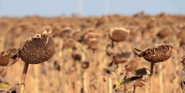 Kırklareli'nde kuraklıktan etkilenen ayçiçeğinin hasadı sürüyor