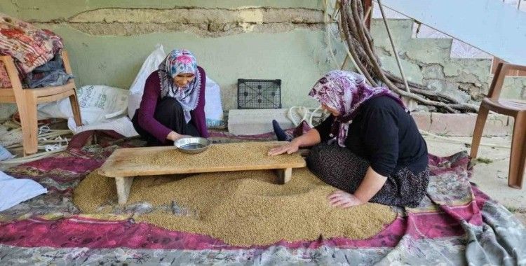 Buğdayın, bulgur olma yolculuğu başladı
