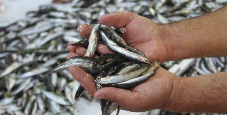 Ordulu balıkçılar hamsiden umutlu
