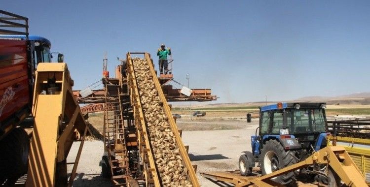 Muş’un Malazgirt ilçesinde pancar alım kampanyası başladı
