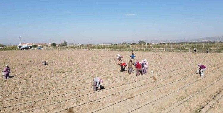 Efeler Belediyesi 4 futbol sahası büyüklüğündeki arazide şevketibostan üretiyor

