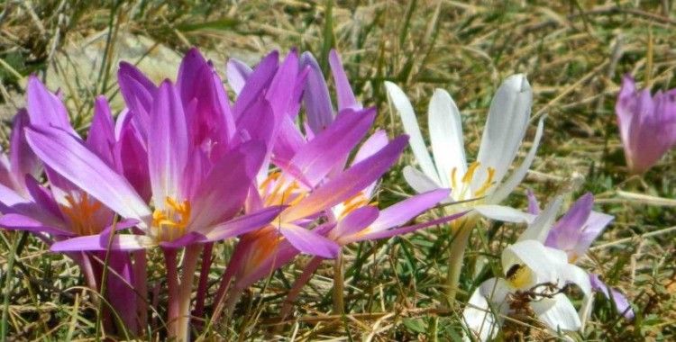 Posof Yaylaları Çiğdemlerle görsel şölen sunuyor
