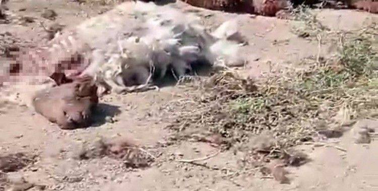 Iğdır'da yol kenarında küçükbaş hayvan ölüleri bulundu