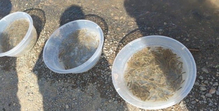 Yavru siraz balıkları baraj gölüne bırakıldı
