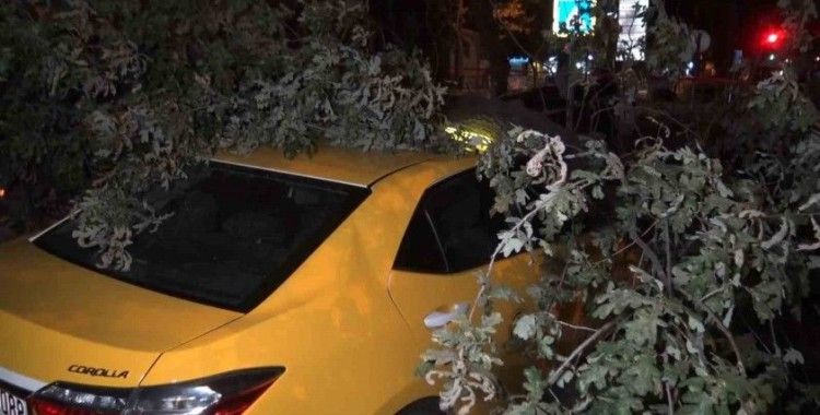 193 yıllık ağaç taksi durağına devrildi, 2 taksi ağacın altında kaldı
