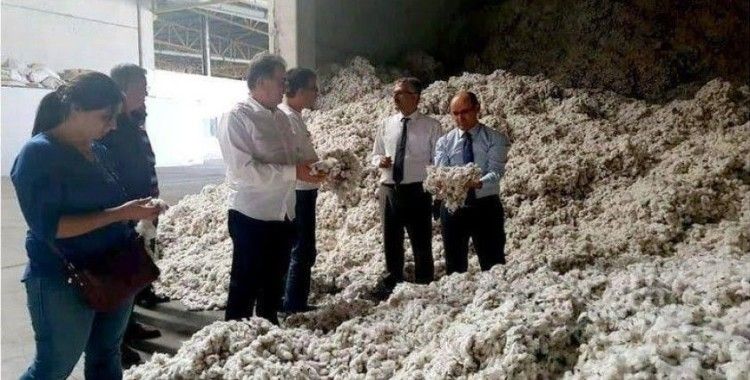 Söke’de pamuk hasadı kaliteyi korumak için denetlemeler gece gündüz sürecek
