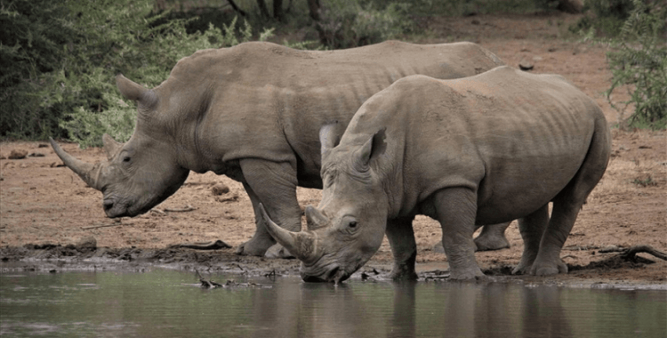 Beyaz gergedanların sayısı 2012'den bu yana tekrar artışa geçti