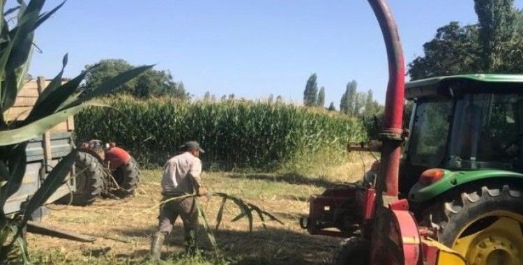 Sarıgöl'de silajlık yem yapımına başlandı
