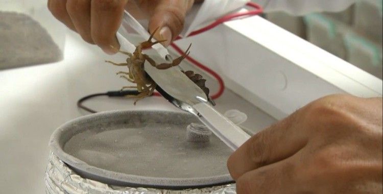 Babasının merakı akrep çiftliği kurdurdu
