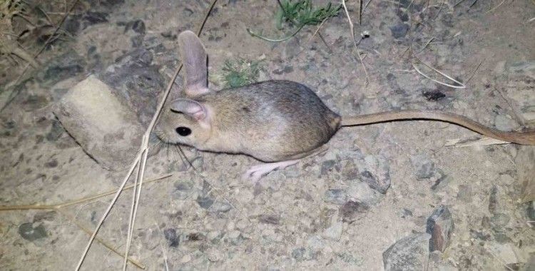 Erzincan’da kanguru faresine benzeyen Arap tavşanı görüntülendi
