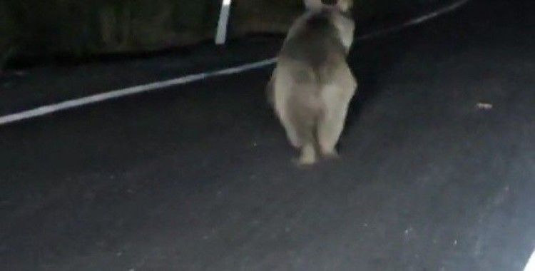 Önüne çıkan ayıyı aracıyla kara yolundan böyle kovaladı
