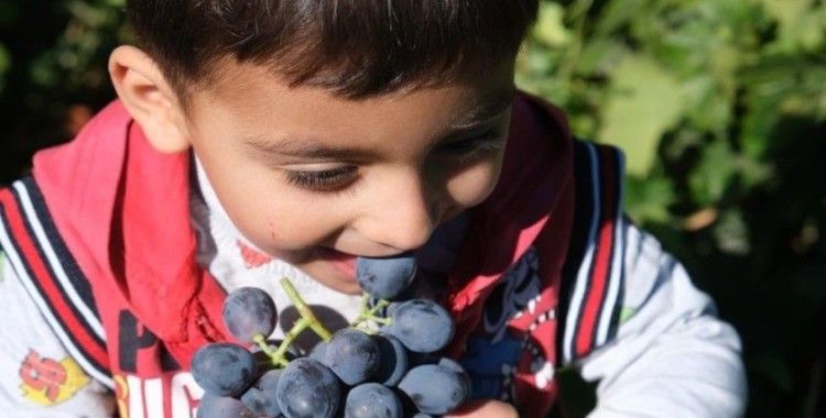 Tescilli Cimin üzümü hasadı sürüyor
