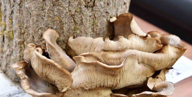 Mustafakemalpaşa tarımda yeni kapı daha araladı
