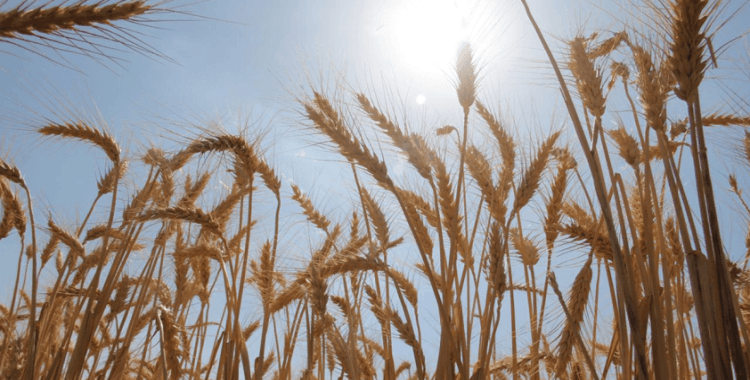 Tanzanya'da tarlaları istila eden 5 milyondan fazla küela kuşu itlaf edildi