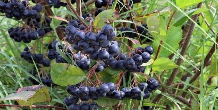 Edirne'de 'süper meyve' aronyanın hasadına başlandı