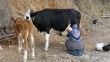 Çiğ süt destek ödemeleri çiftçilerin hesaplarına yatırıldı
