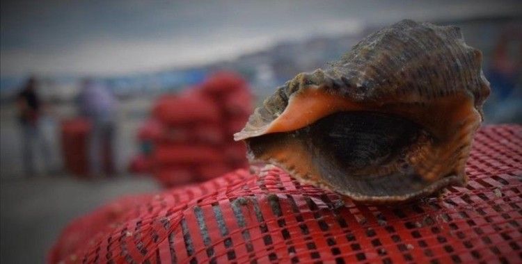 Türkiye'nin deniz salyangozu ihracatı 8 ayda 11,6 milyon doları aştı