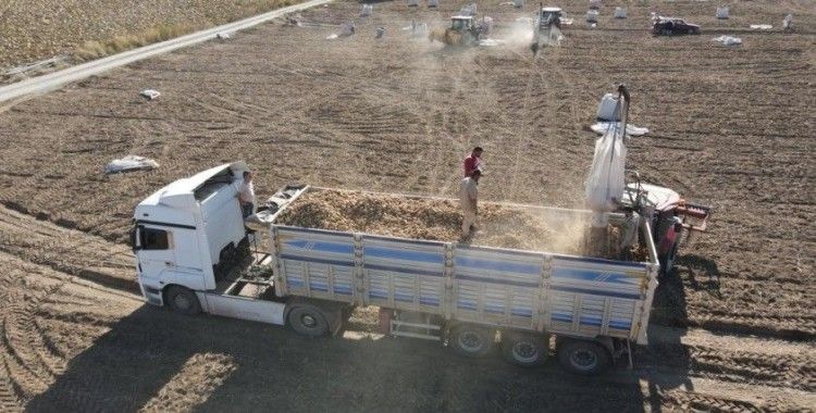 Tomarza’da Patates Hasadı Başladı
